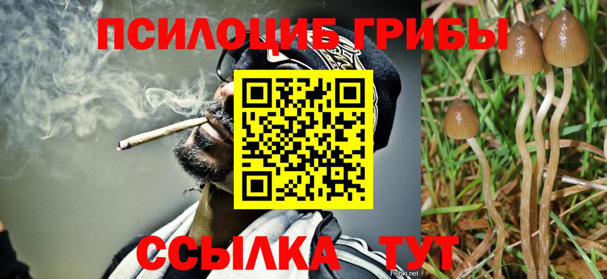 Галлюциногенные грибы Psilocybe Валуйки